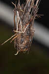 Fringed yellow star-grass